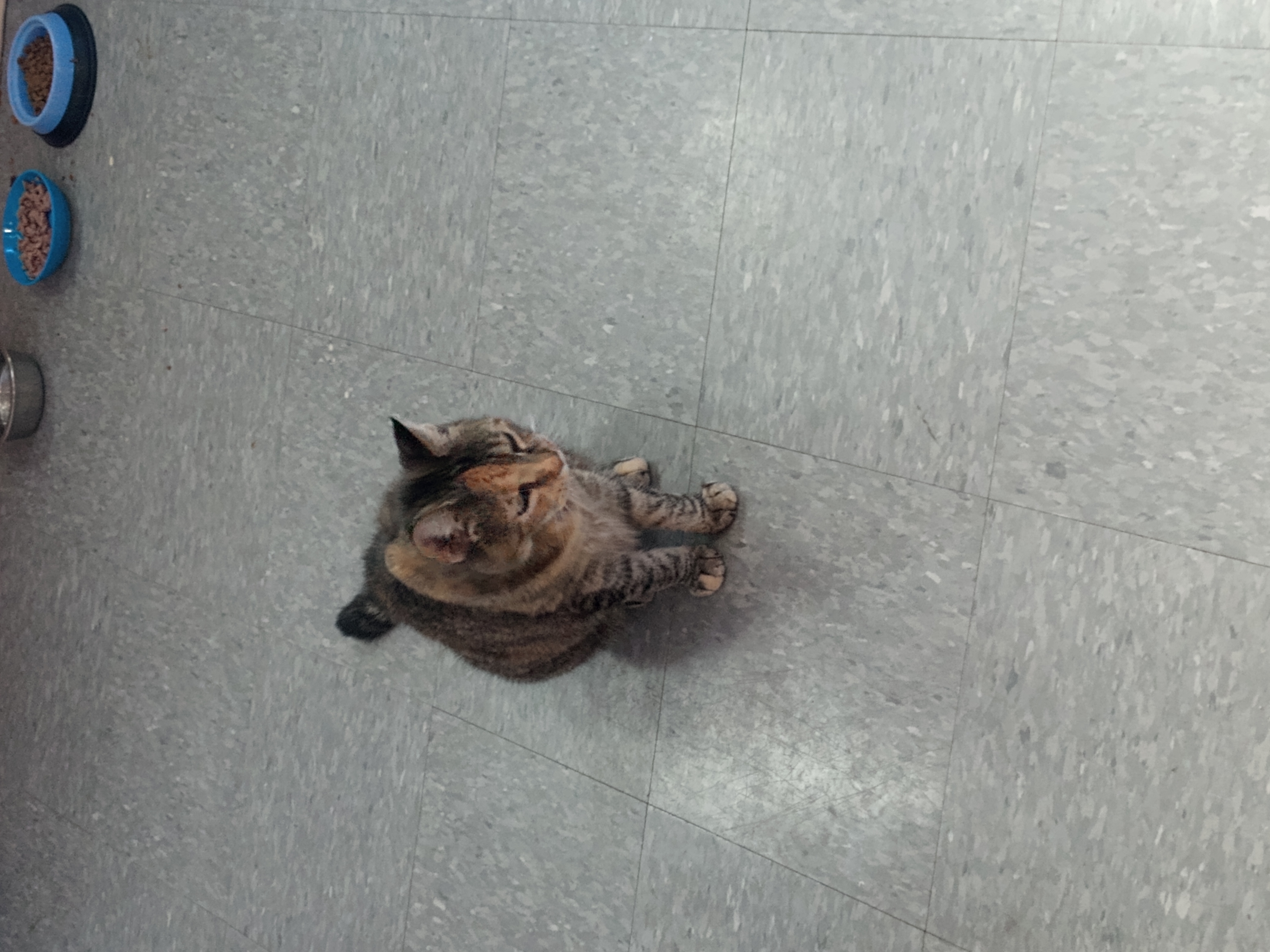 Cat for adoption Miricle, a Dilute Calico in Springfield, MA Petfinder