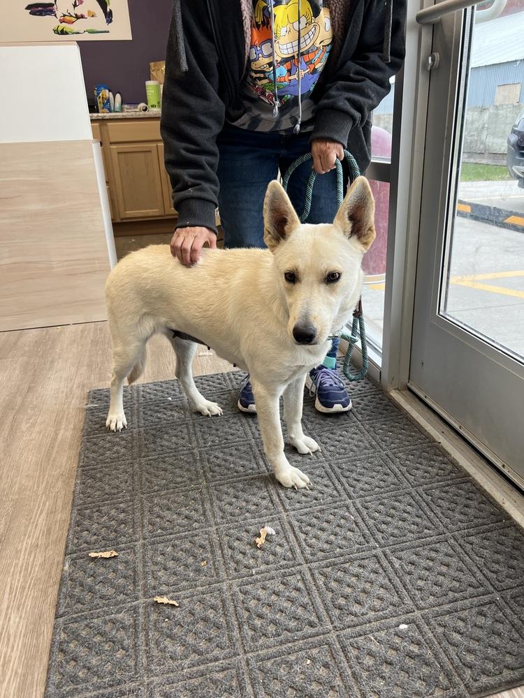 Lucille, Adopted, Young Female German Shepherd Dog.