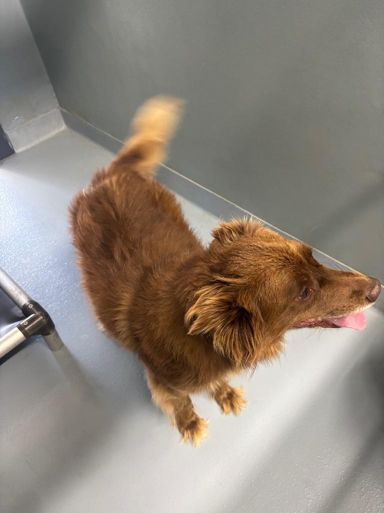 Paddy, Adoptable, Young Male Mixed Breed.