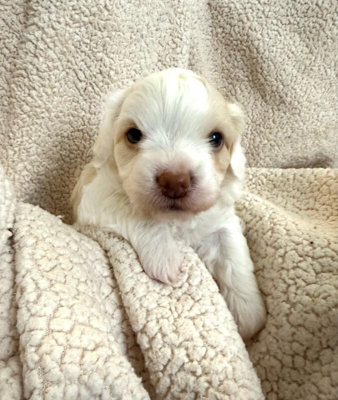 Enlarge Eloise, a Adoptable mixed breed in Valley Village, CA image 2/2