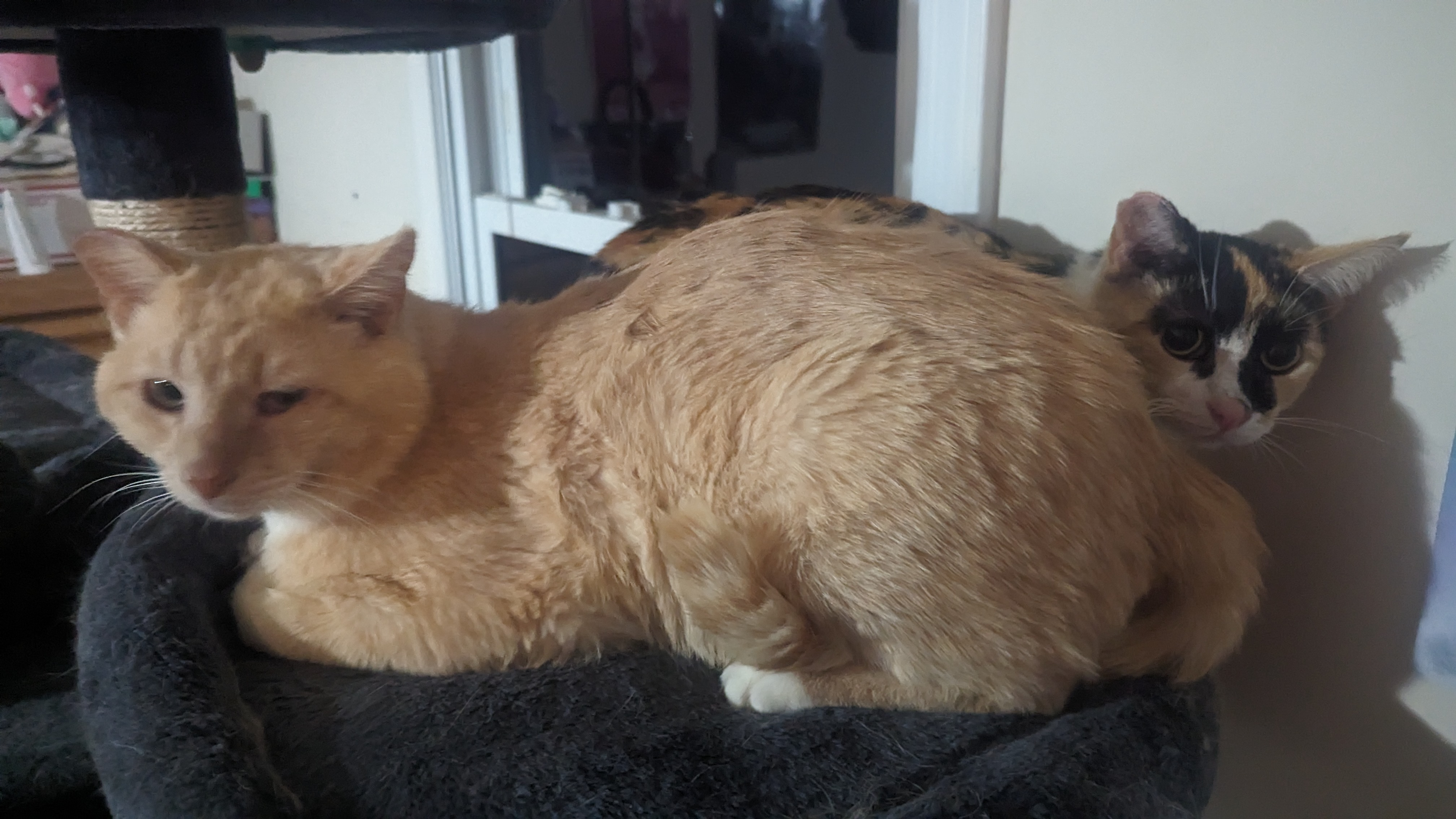 Miss Marbles & Rug (bonded pair), a Adoptable Domestic Short Hair in Hickory, NC image 2/2