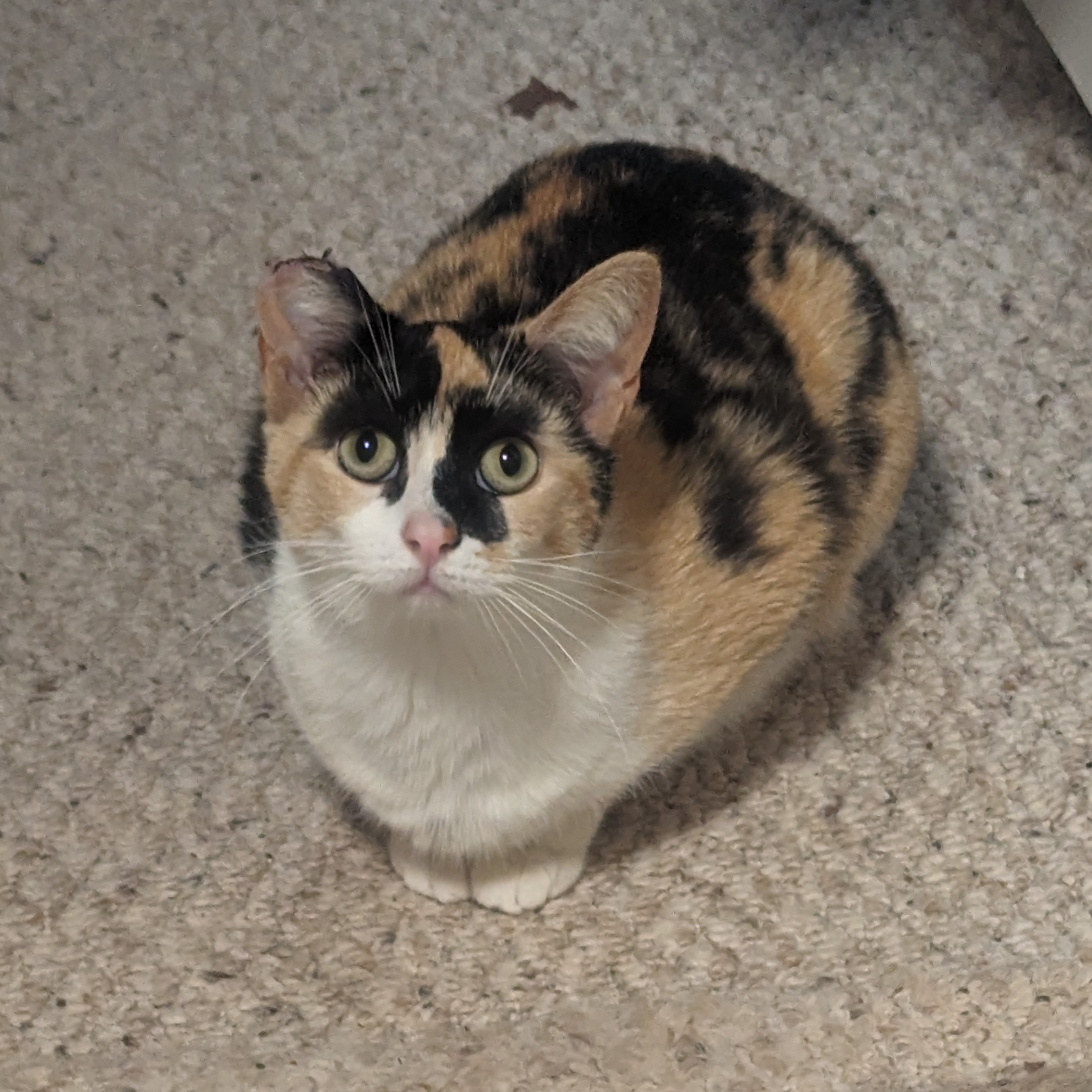 Miss Marbles & Rug (bonded pair), an adoptable Domestic Short Hair in Hickory, NC, 28601 | Photo Image 2