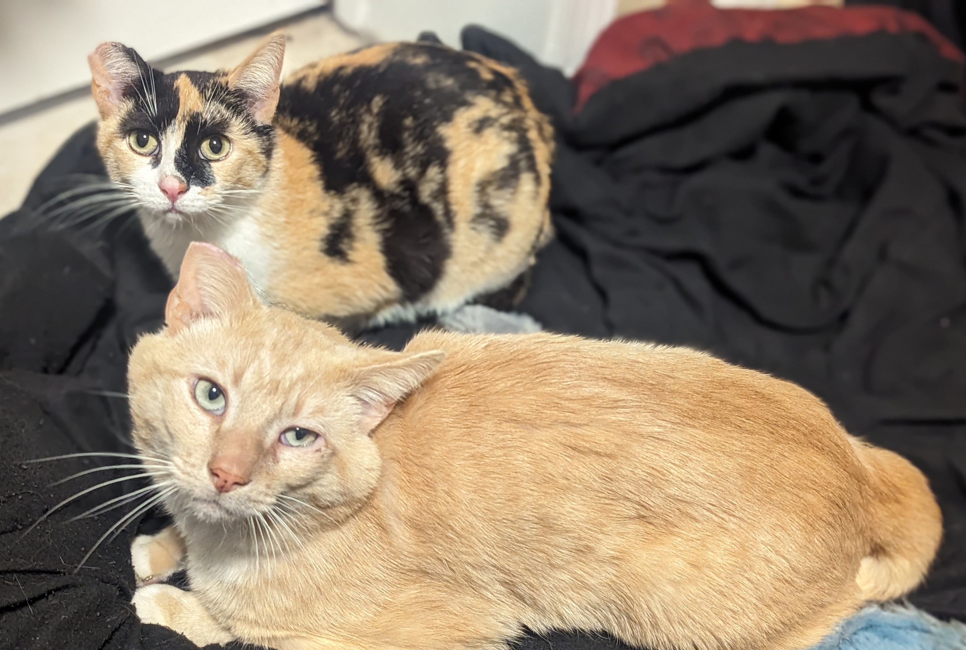 Miss Marbles & Rug (bonded pair), Adoptable, Adult Female Domestic Short Hair.
