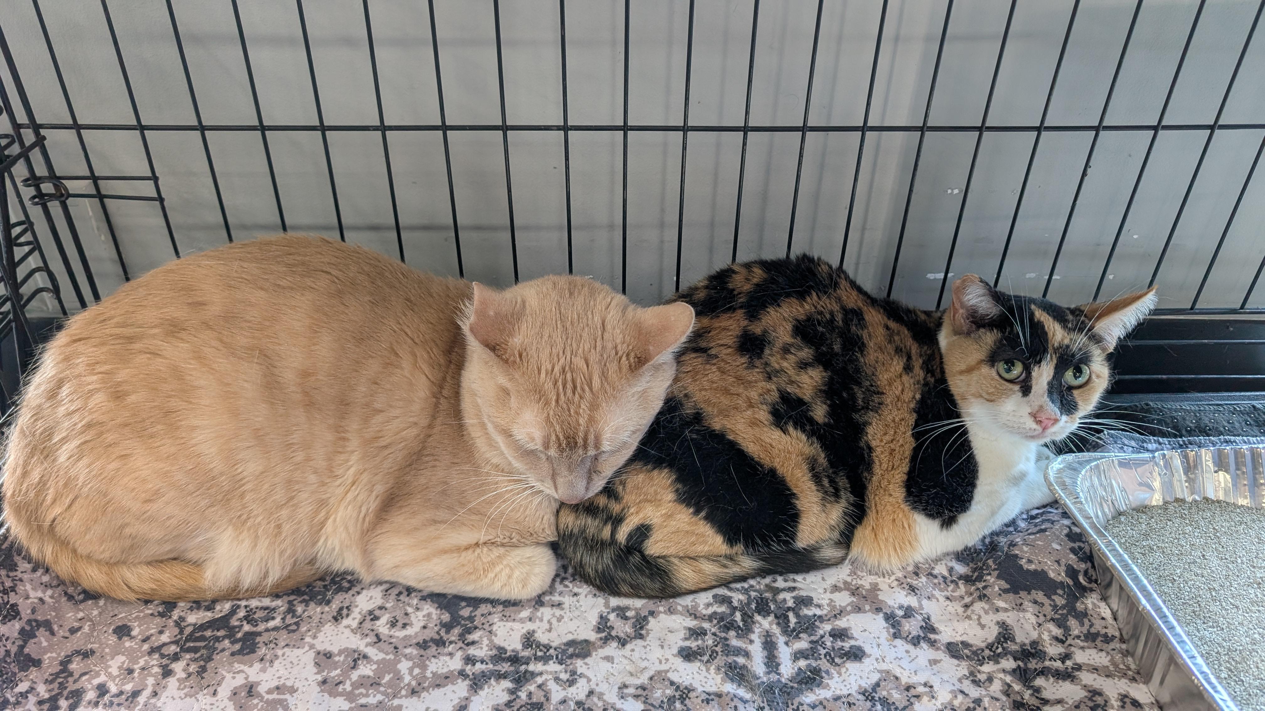 Miss Marbles & Rug (bonded pair), an adoptable Domestic Short Hair in Hickory, NC, 28601 | Photo Image 1