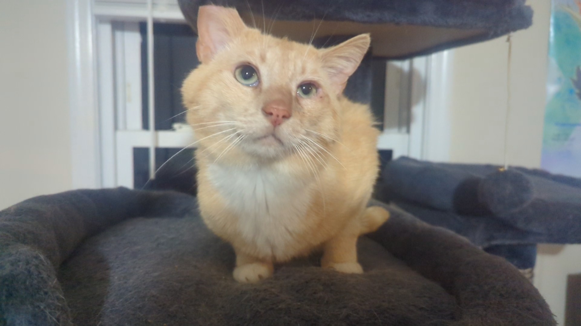 Miss Marbles & Rug (bonded pair), an adoptable Domestic Short Hair in Hickory, NC, 28601 | Photo Image 6