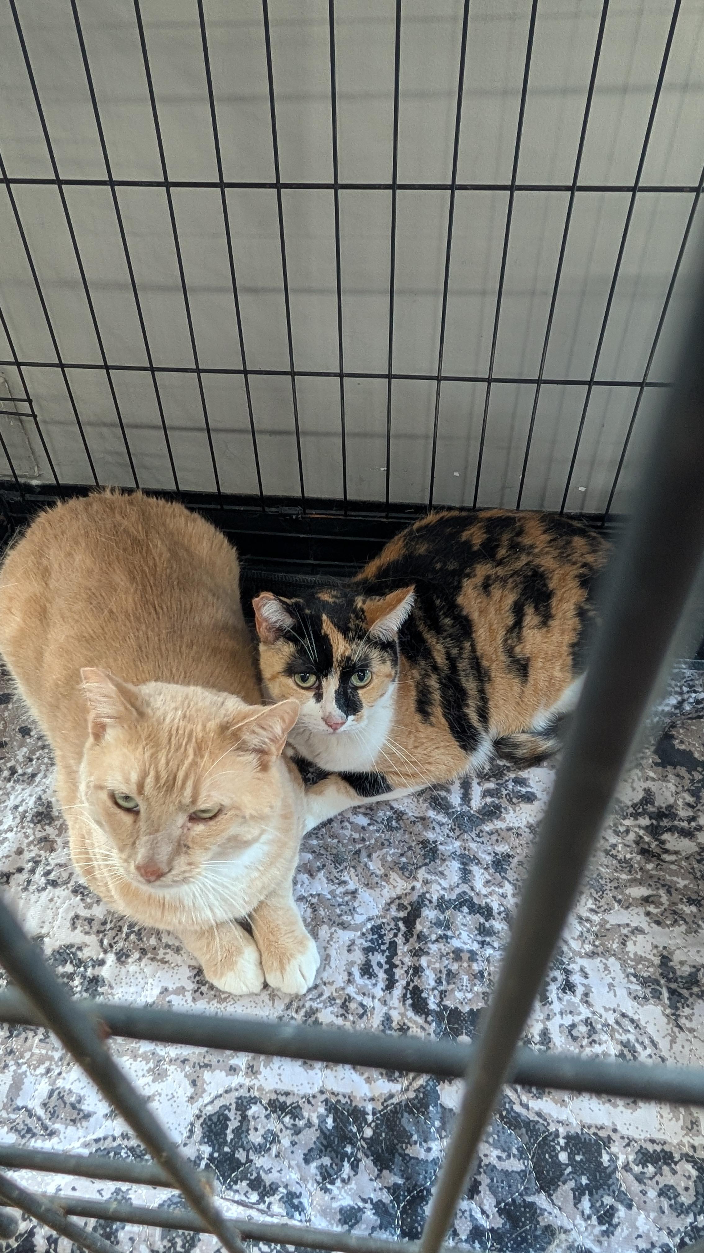 Miss Marbles & Rug (bonded pair), an adoptable Domestic Short Hair in Hickory, NC, 28601 | Photo Image 5