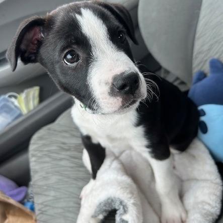 Enlarge Ozzy, a Adoptable mixed breed in Kansas City, MO image 1/5