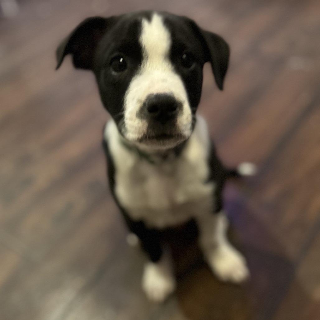 Enlarge Ozzy, a Adoptable mixed breed in Kansas City, MO image 3/5