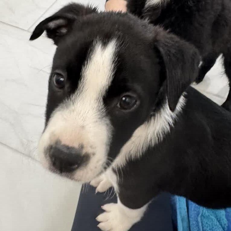 Enlarge Ozzy, a Adoptable mixed breed in Kansas City, MO image 4/5