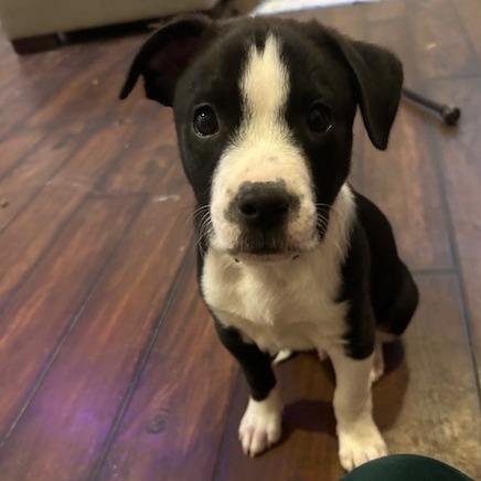 Enlarge Ozzy, a Adoptable mixed breed in Kansas City, MO image 5/5