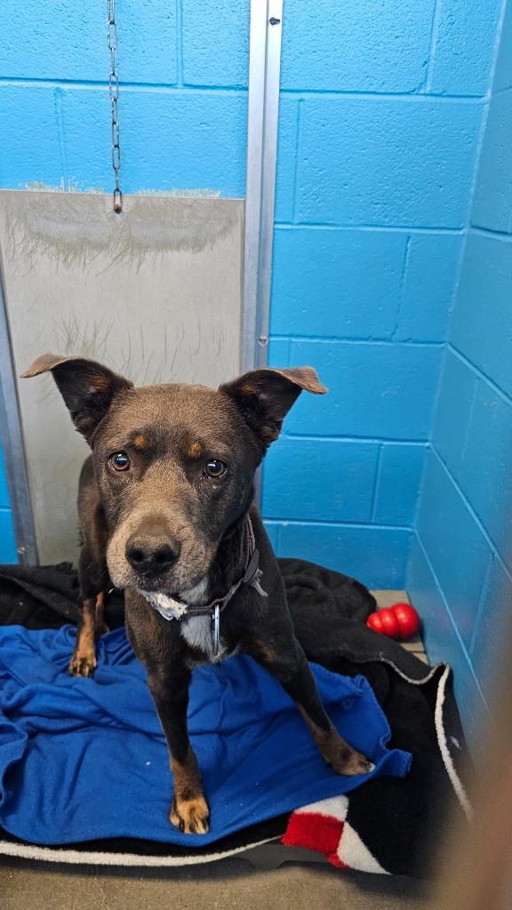 Wednesday, Adoptable, Young Female Shepherd.