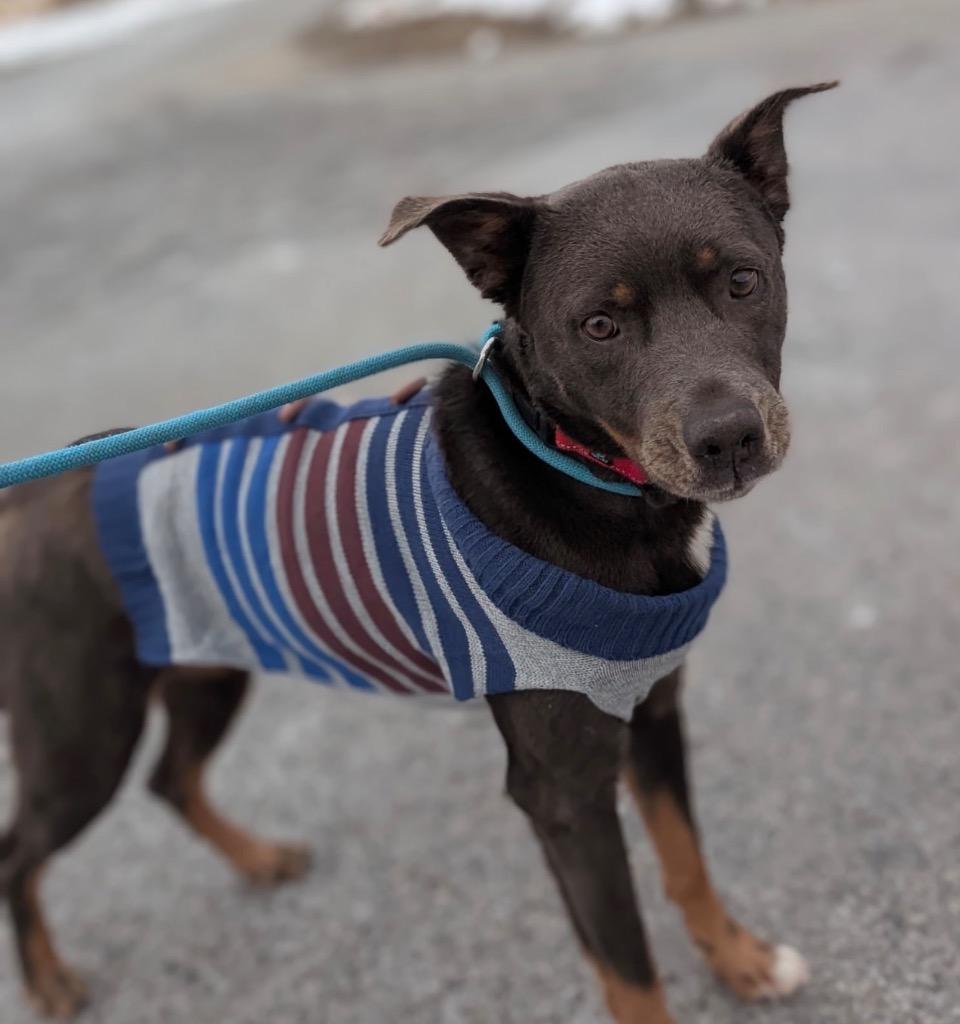 Wednesday, a Adoptable mixed breed image 2/6