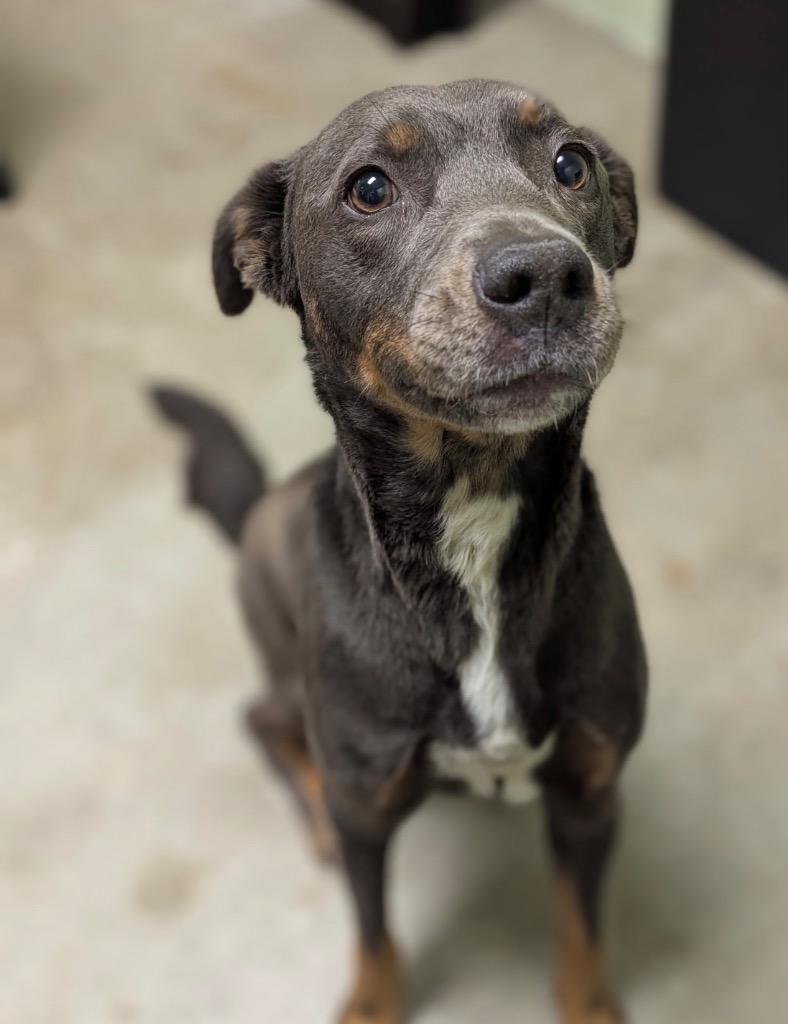 Enlarge Wednesday, a Adoptable mixed breed in Defiance, OH image 2/6