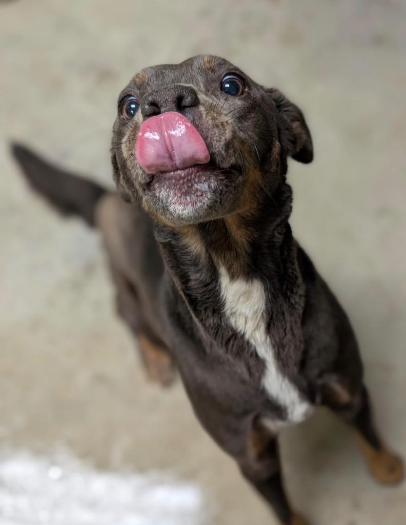 Enlarge Wednesday, a Adoptable mixed breed in Defiance, OH image 3/6