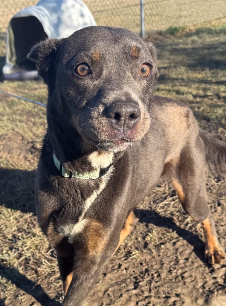 Wednesday, a Adoptable mixed breed image 6/6