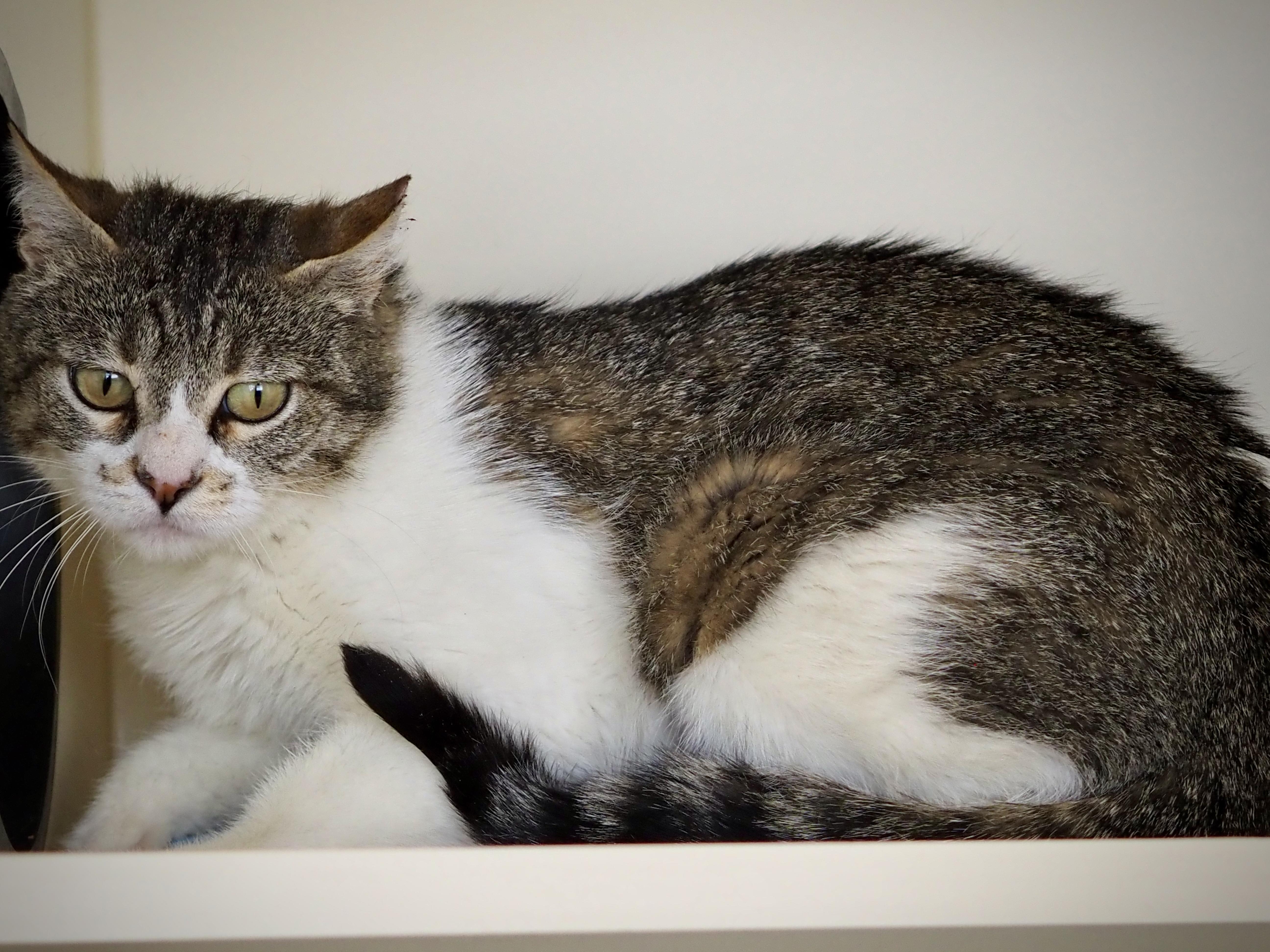 Enlarge Carolyn, a ADOPTABLE Domestic Short Hair in Buena Vista, CO image 3/3