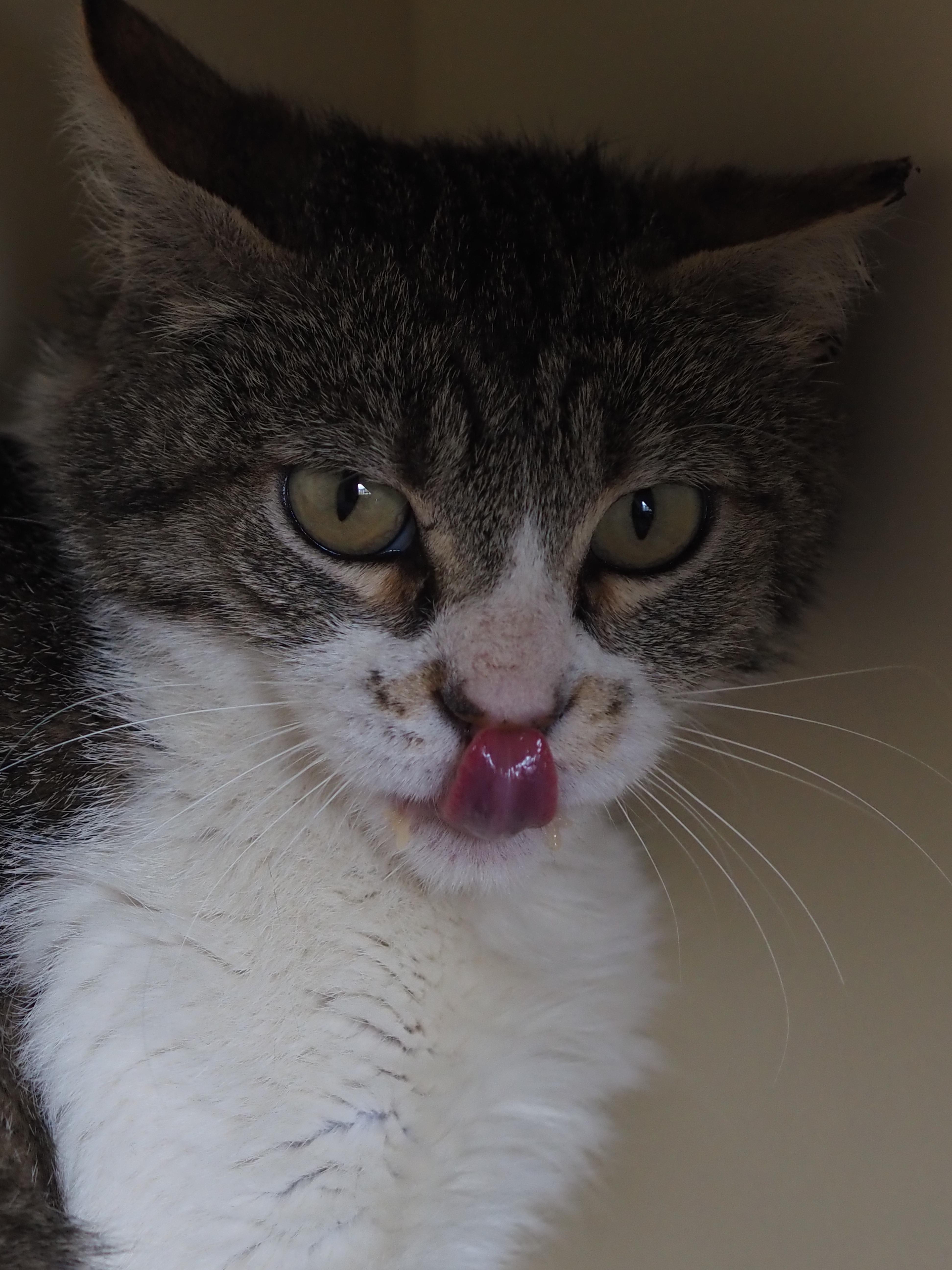 Enlarge Carolyn, a ADOPTABLE Domestic Short Hair in Buena Vista, CO image 2/3