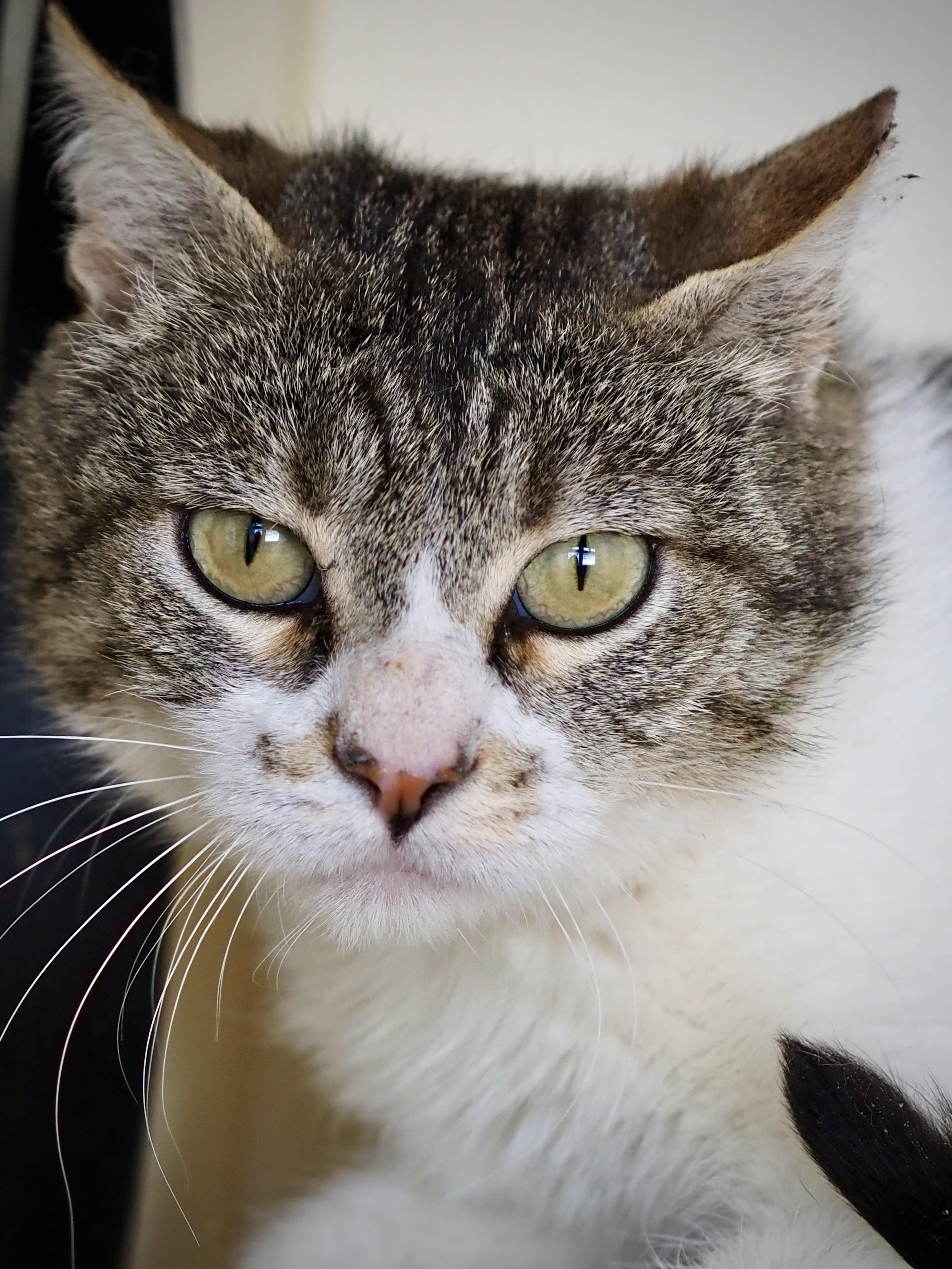 Enlarge Carolyn, a ADOPTABLE Domestic Short Hair in Buena Vista, CO image 1/3