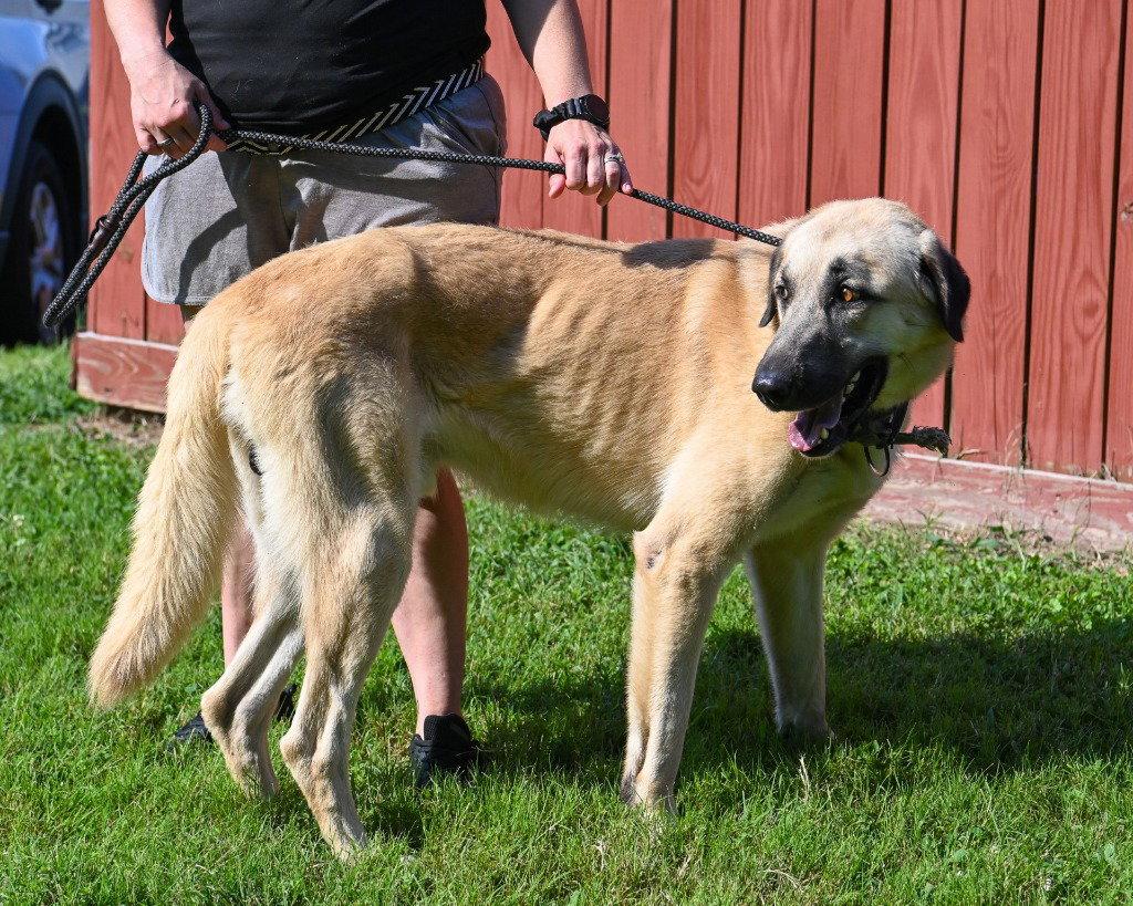 DA 35 Ralph, a Adoptable Anatolian Shepherd in Glen Allen, VA image 1/3