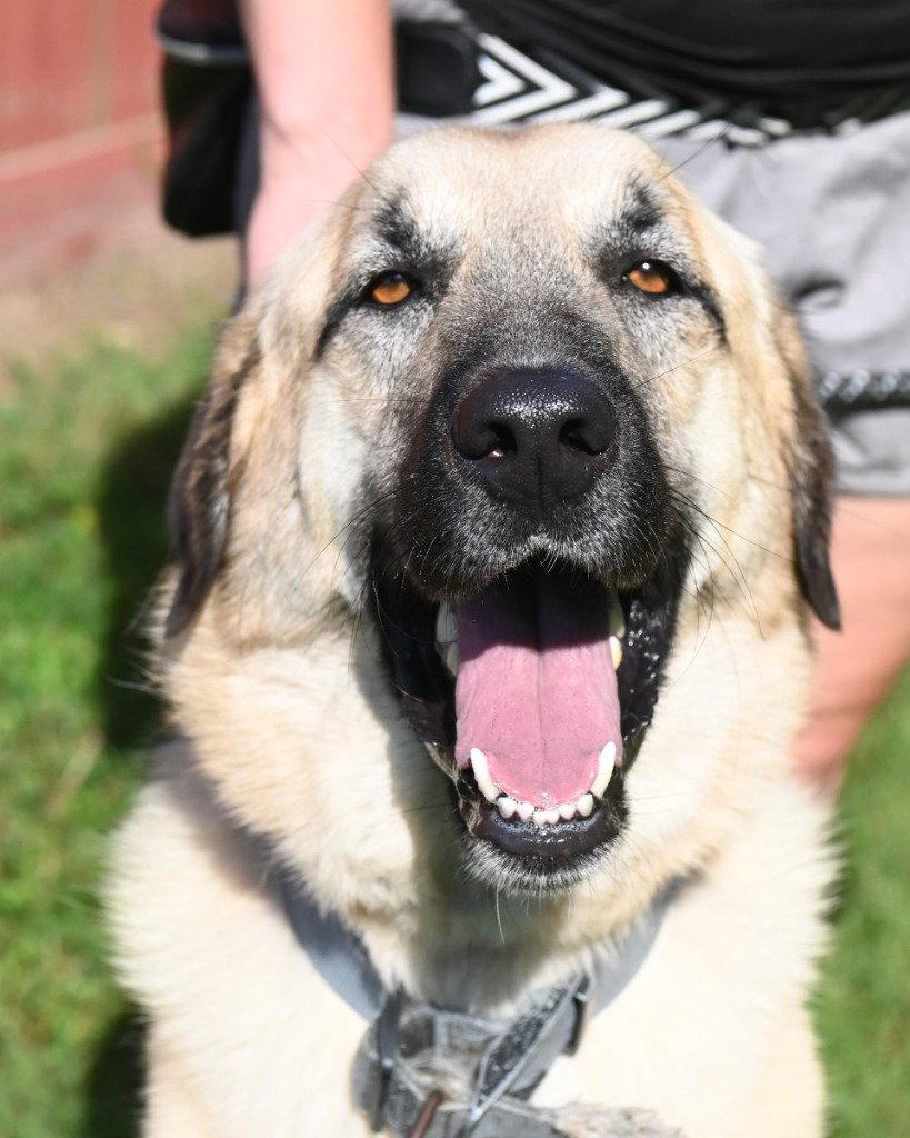 DA 35 Ralph, a Adoptable Anatolian Shepherd in Glen Allen, VA image 2/3