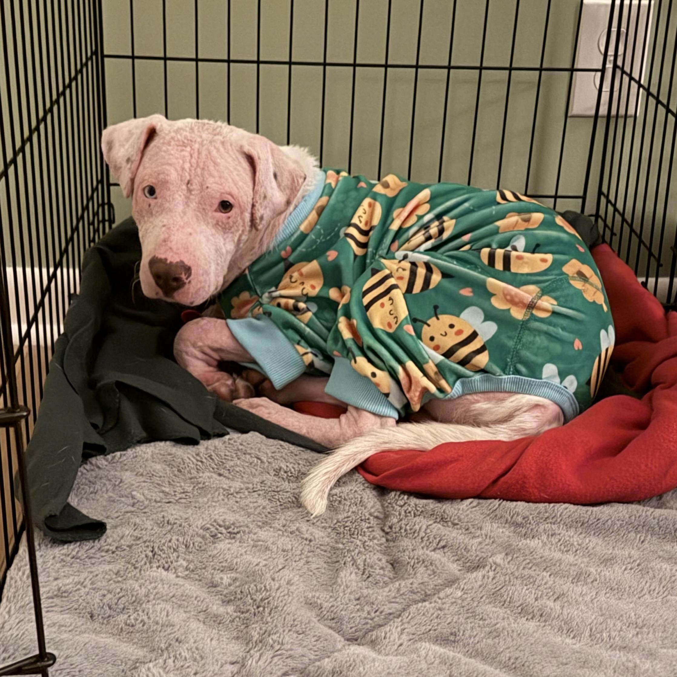 Enlarge Tucker, a Adoptable mixed breed in Charlotte, NC image 2/4
