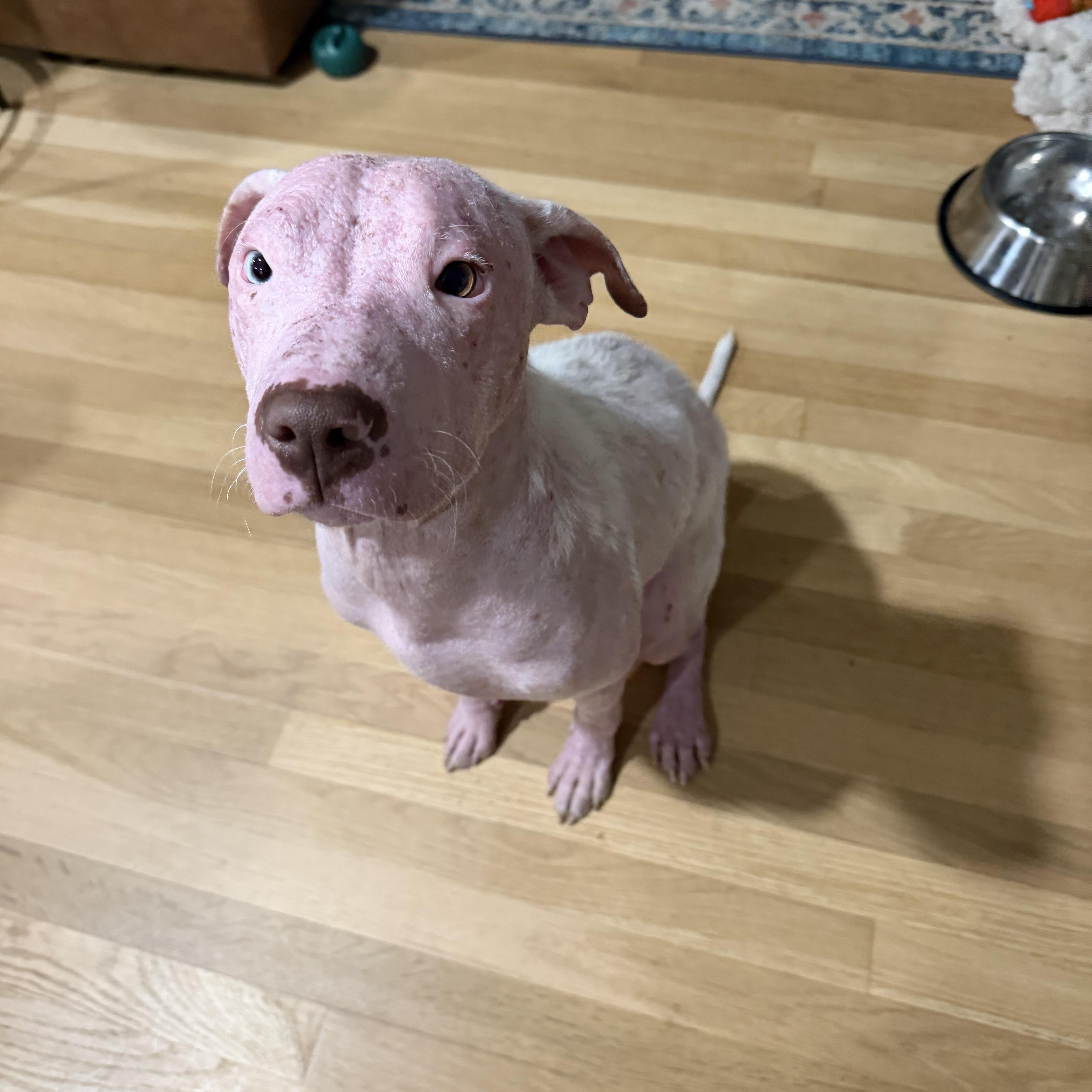 Tucker, Adoptable, Puppy Male Pit Bull Terrier.