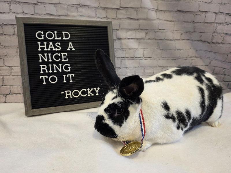 Rocky, Adoptable, Adult Male English Spot.