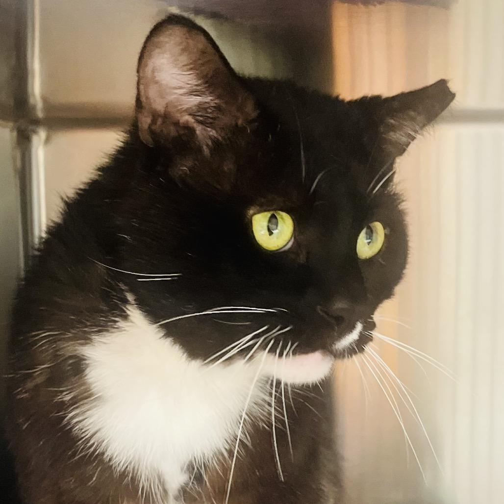 Charizard, Adoptable, Adult Male Domestic Short Hair.