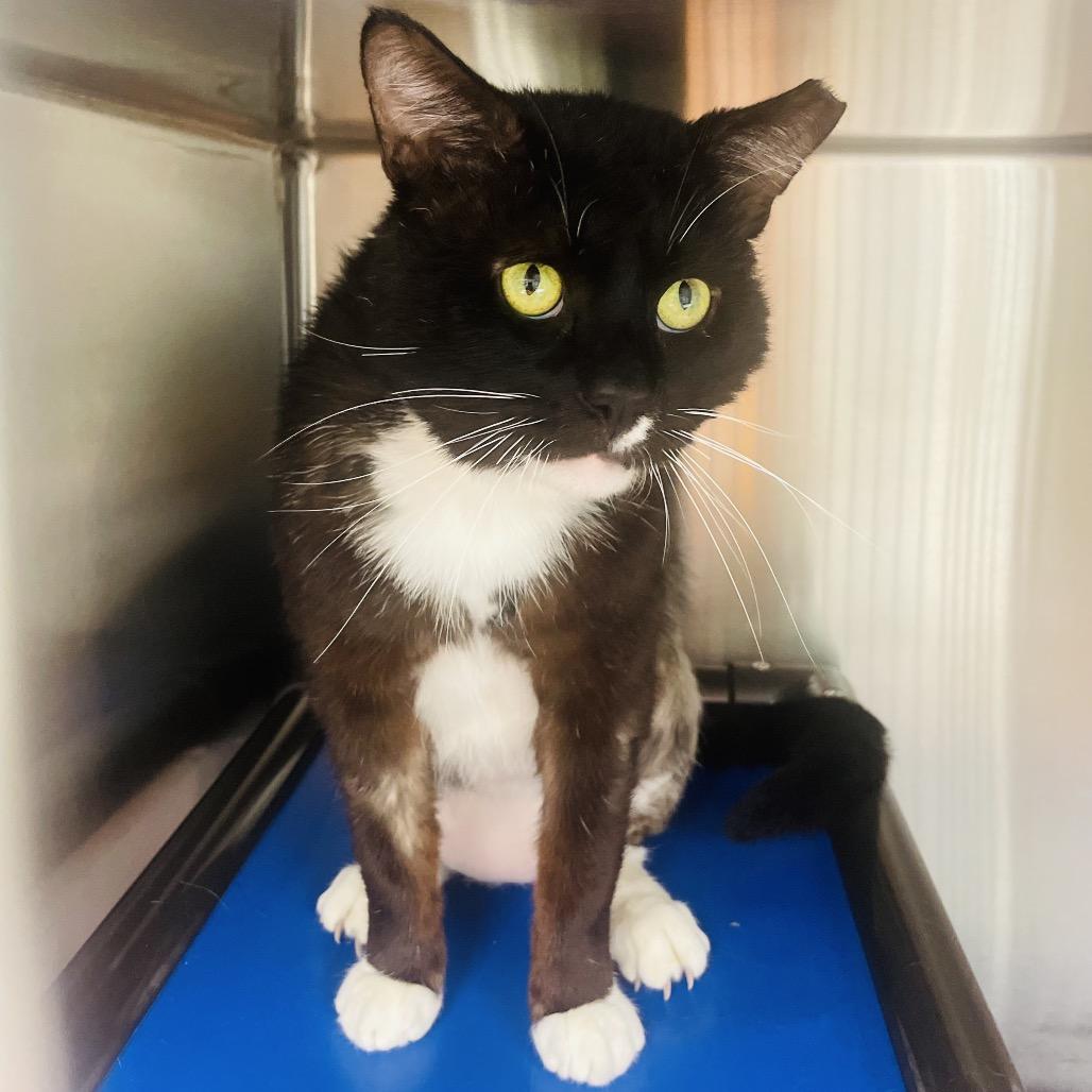 Enlarge Charizard, a Adoptable Domestic Short Hair in Columbia Station, OH image 2/6