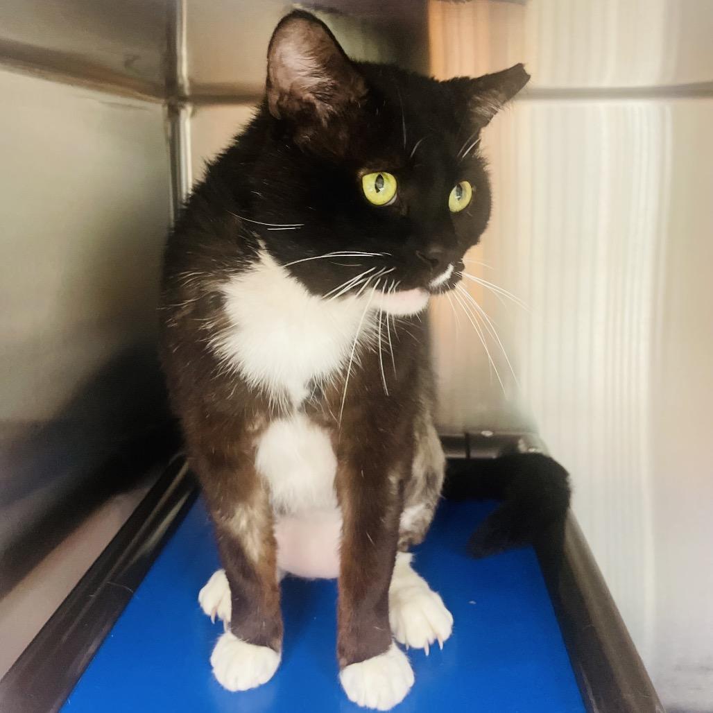Enlarge Charizard, a Adoptable Domestic Short Hair in Columbia Station, OH image 3/6
