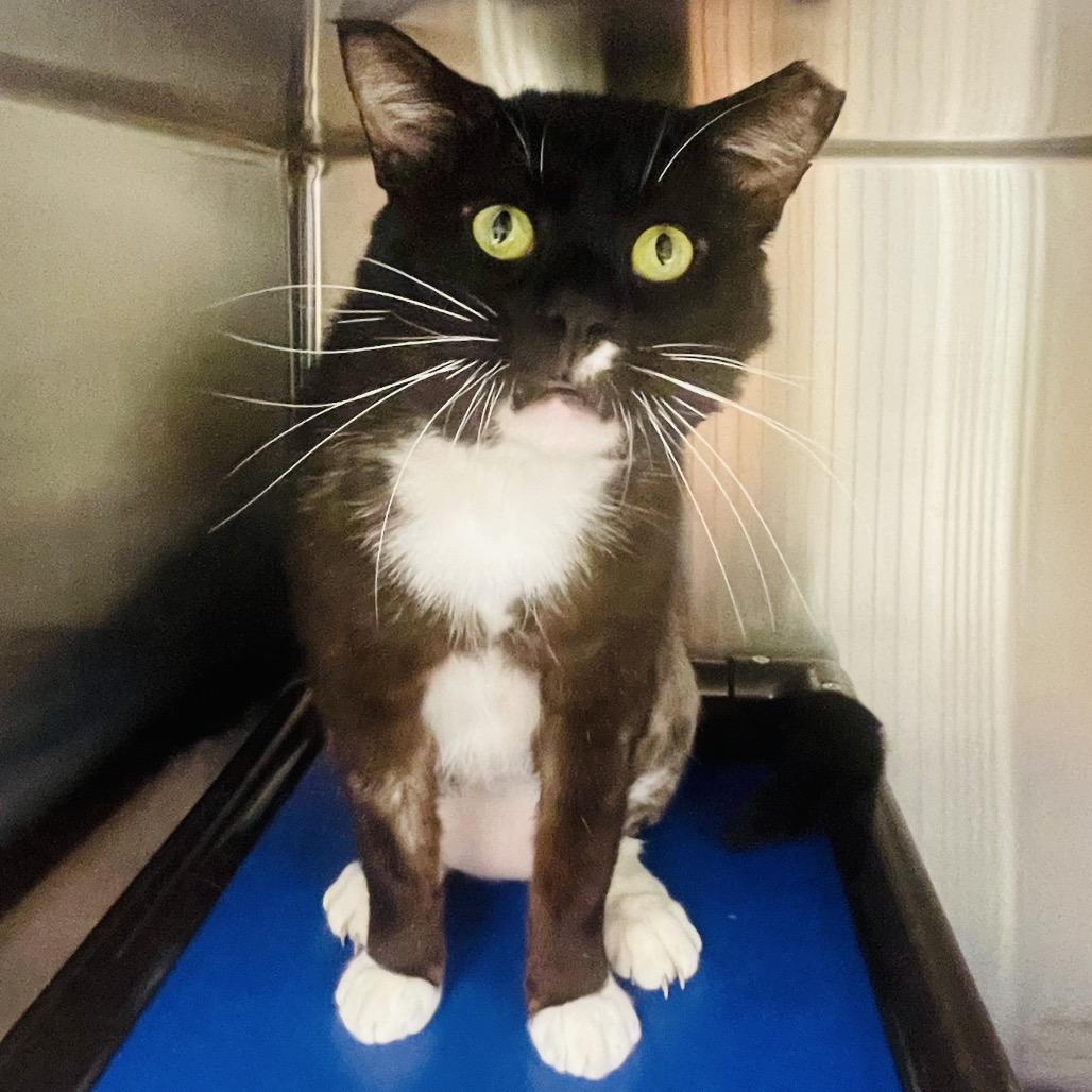 Enlarge Charizard, a Adoptable Domestic Short Hair in Columbia Station, OH image 4/6