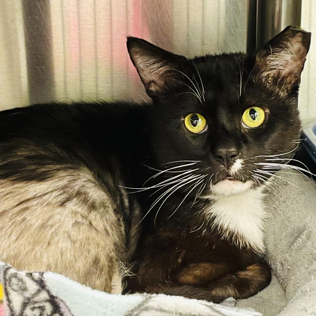 Enlarge Charizard, a Adoptable Domestic Short Hair in Columbia Station, OH image 5/6