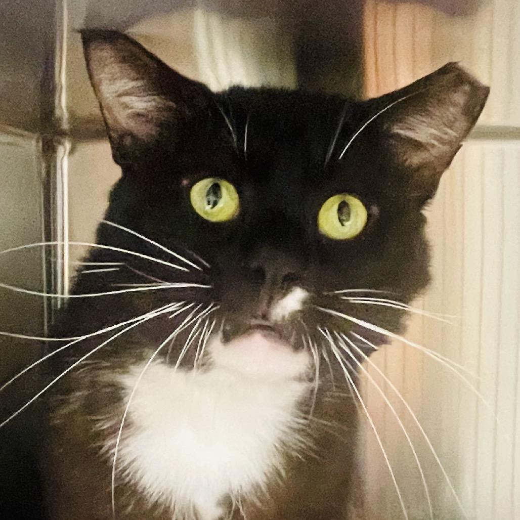 Enlarge Charizard, a Adoptable Domestic Short Hair in Columbia Station, OH image 6/6