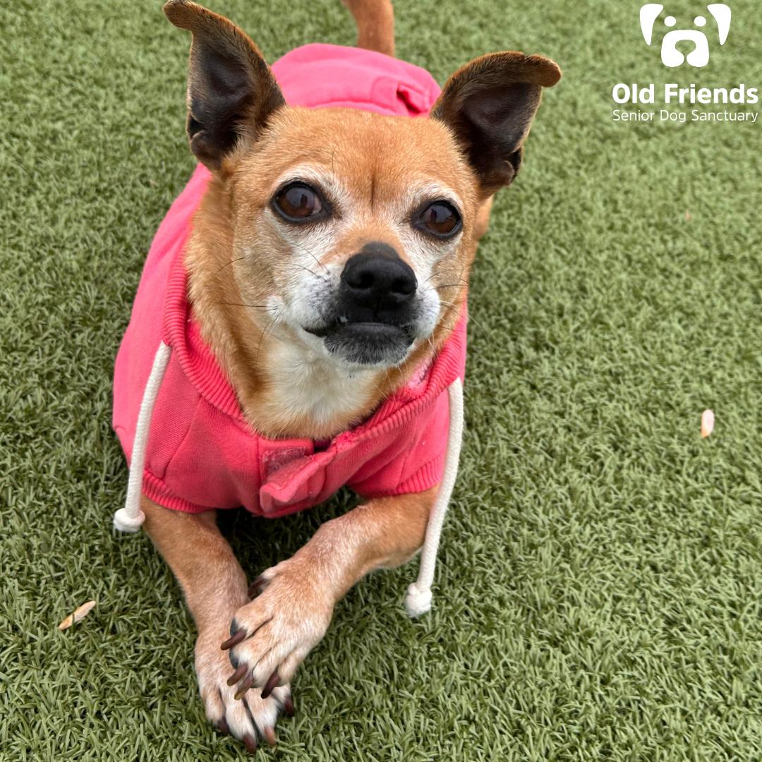 Aurora, Adoptable, Senior Female Chihuahua.