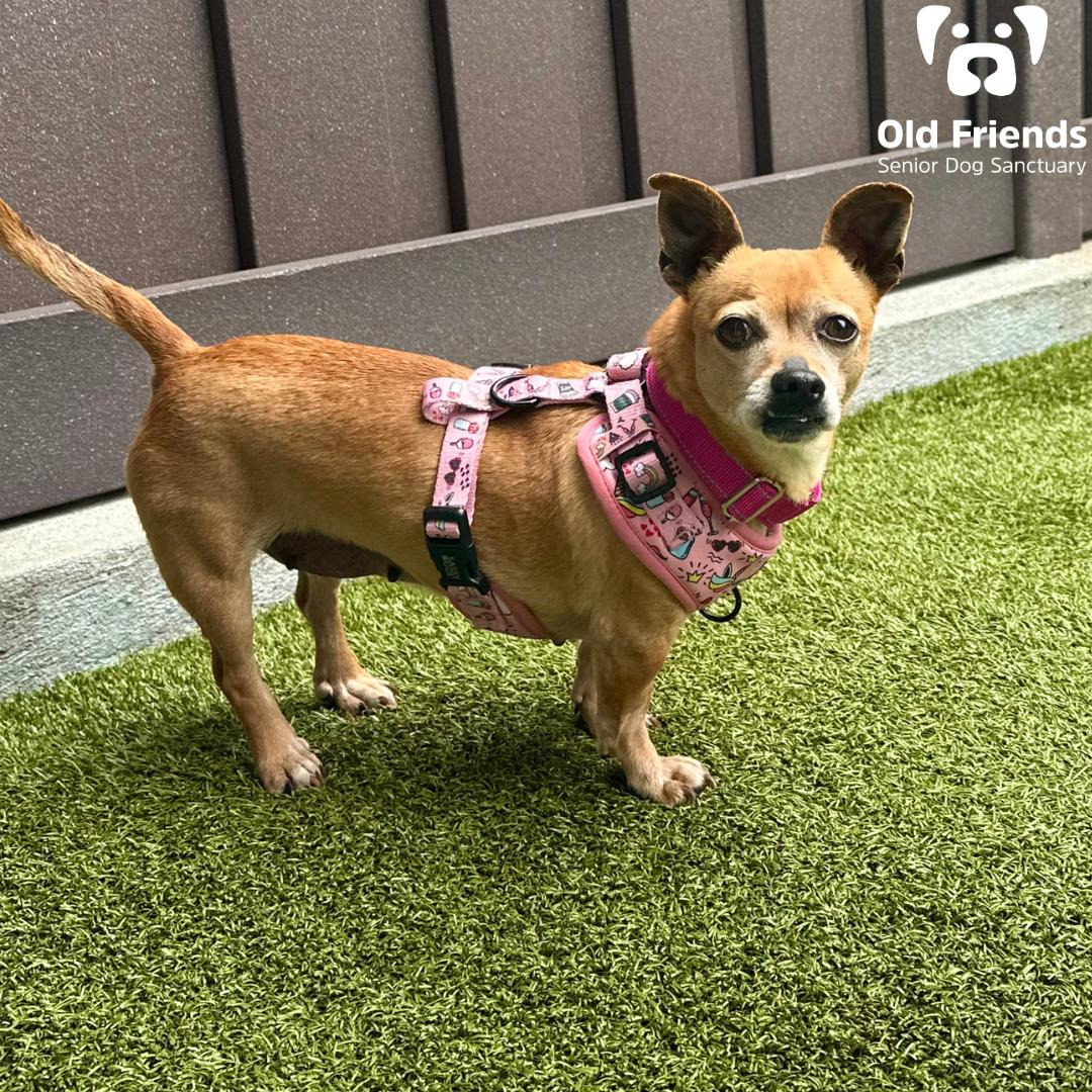 Aurora, a Adoptable mixed breed in Mount Juliet, TN image 2/4