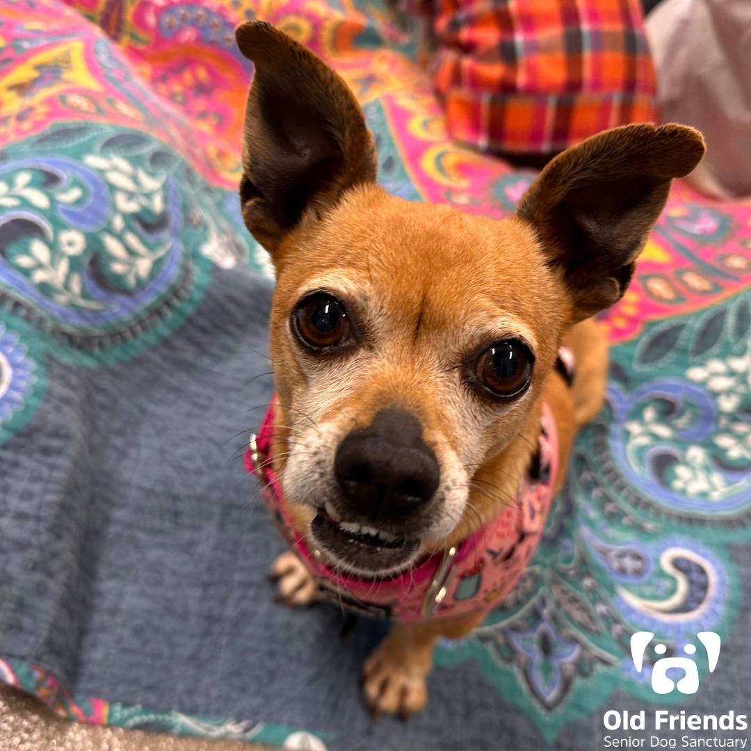 Aurora, a Adoptable mixed breed in Mount Juliet, TN image 3/4