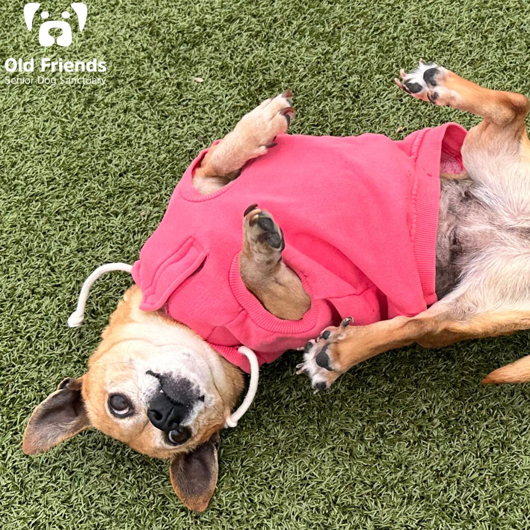 Aurora, a Adoptable mixed breed in Mount Juliet, TN image 4/4