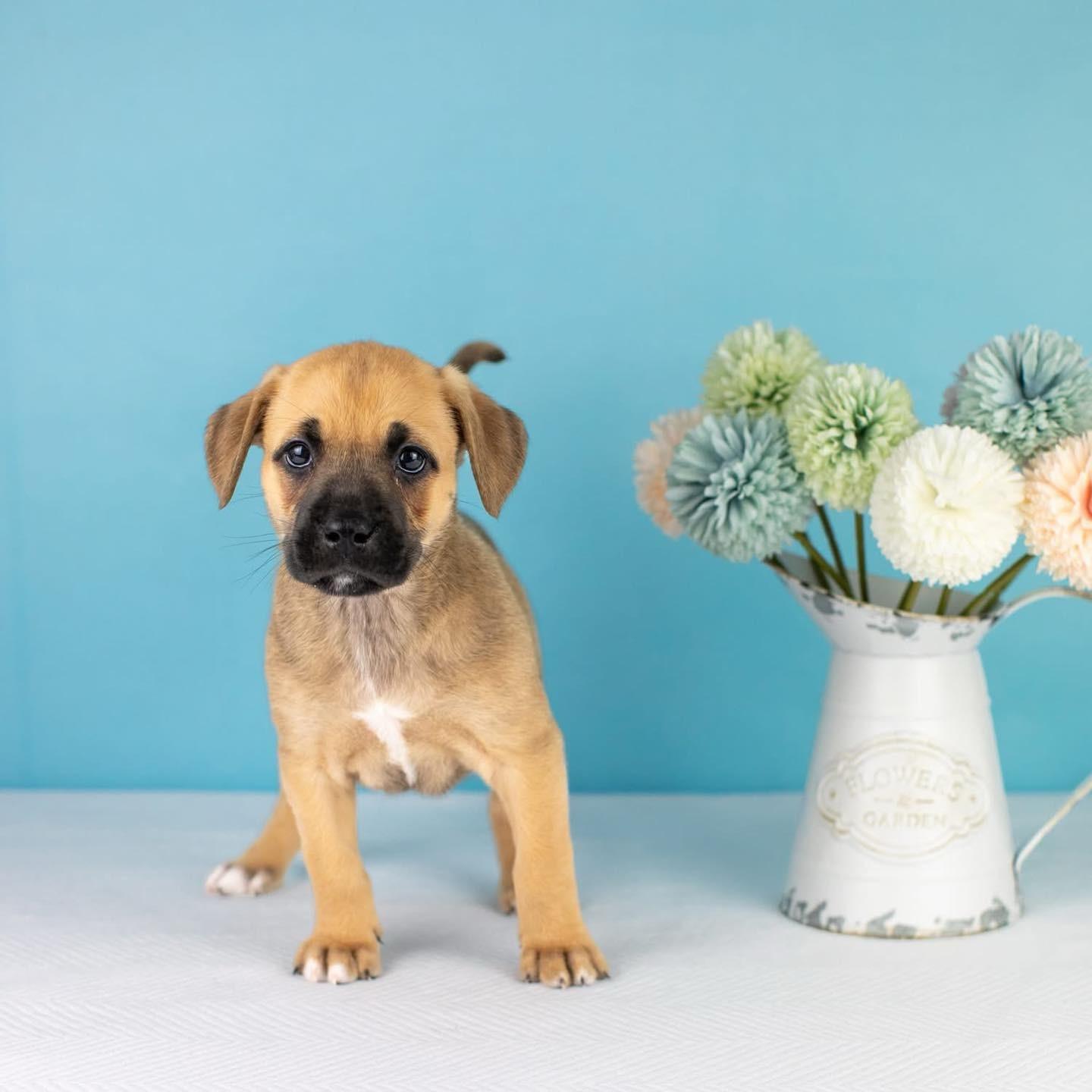 Enlarge Shay, a Adoptable mixed breed in Smyrna, GA image 5/6