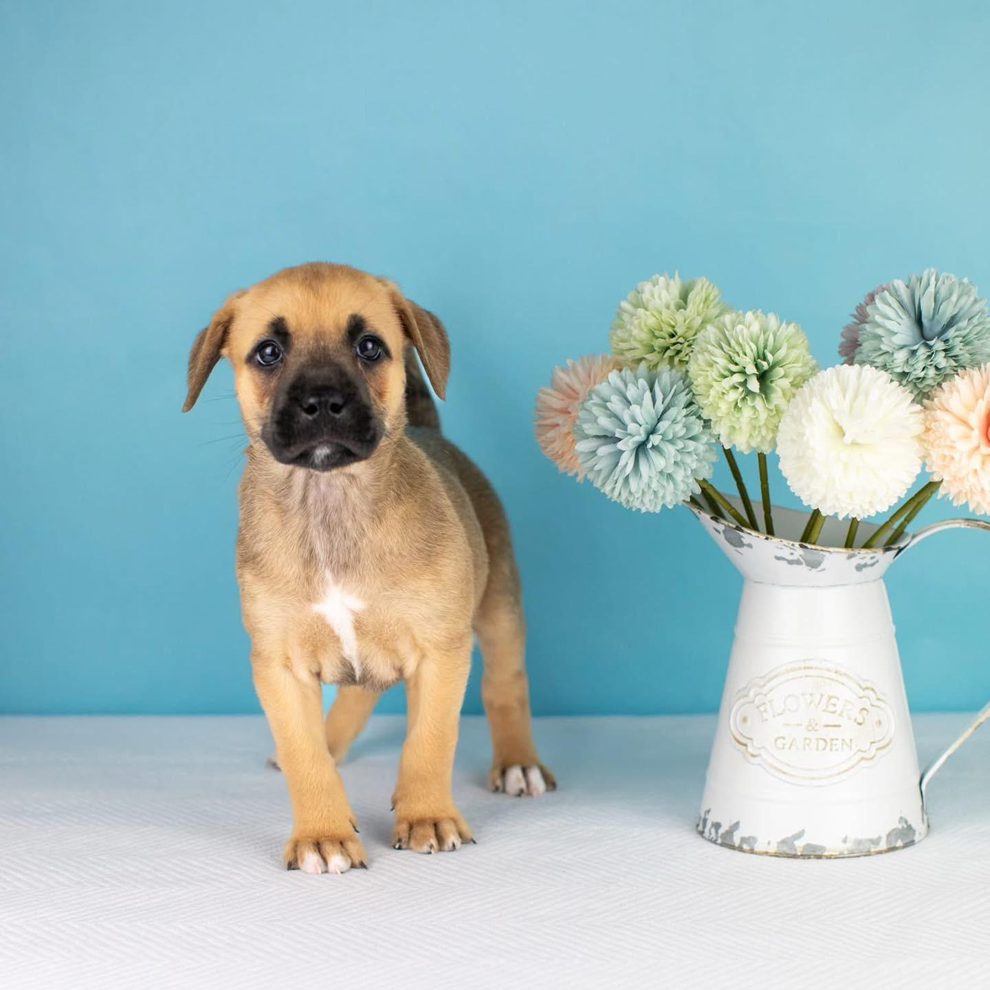 Enlarge Shay, a Adoptable mixed breed in Smyrna, GA image 6/6