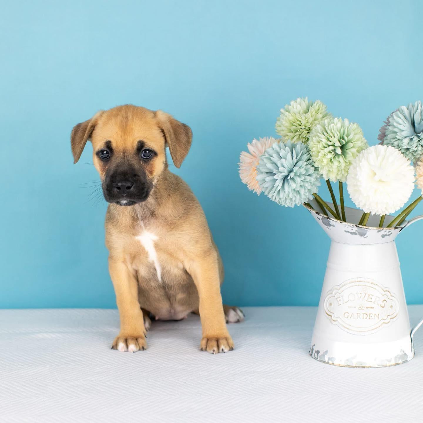 Enlarge Shay, a Adoptable mixed breed in Smyrna, GA image 4/6