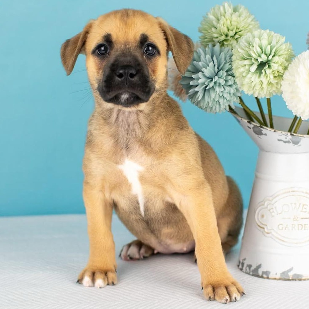 Shay, Adoptable, Puppy Female Mixed Breed.