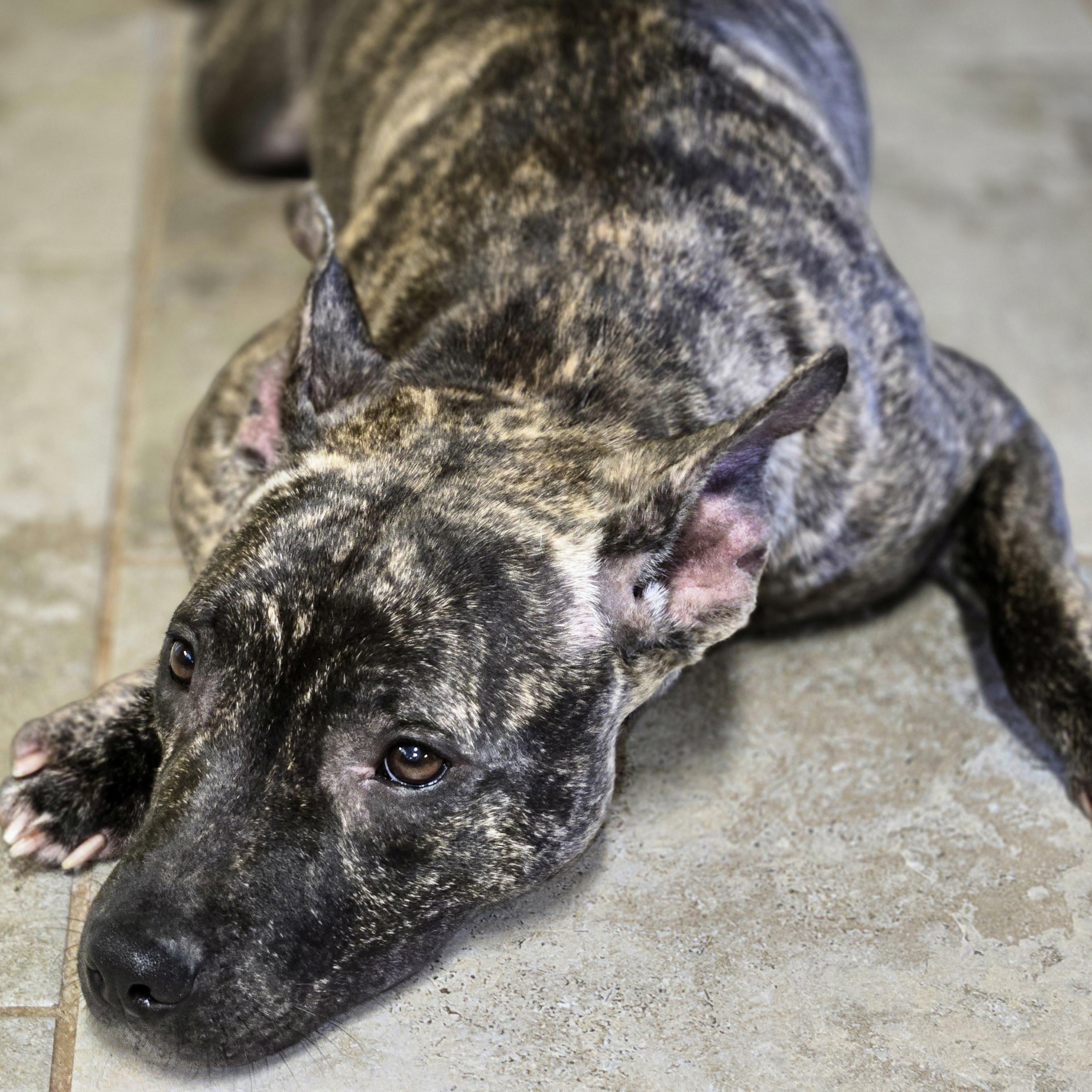 Izzy, a Adoptable mixed breed in Allentown, PA image 5/5