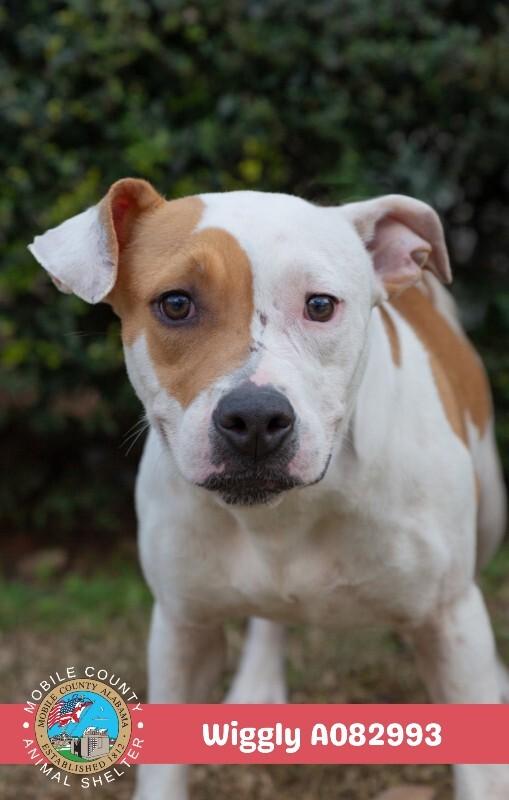 Enlarge Wiggly, a Adoptable American Bulldog in Mobile, AL image 1/1