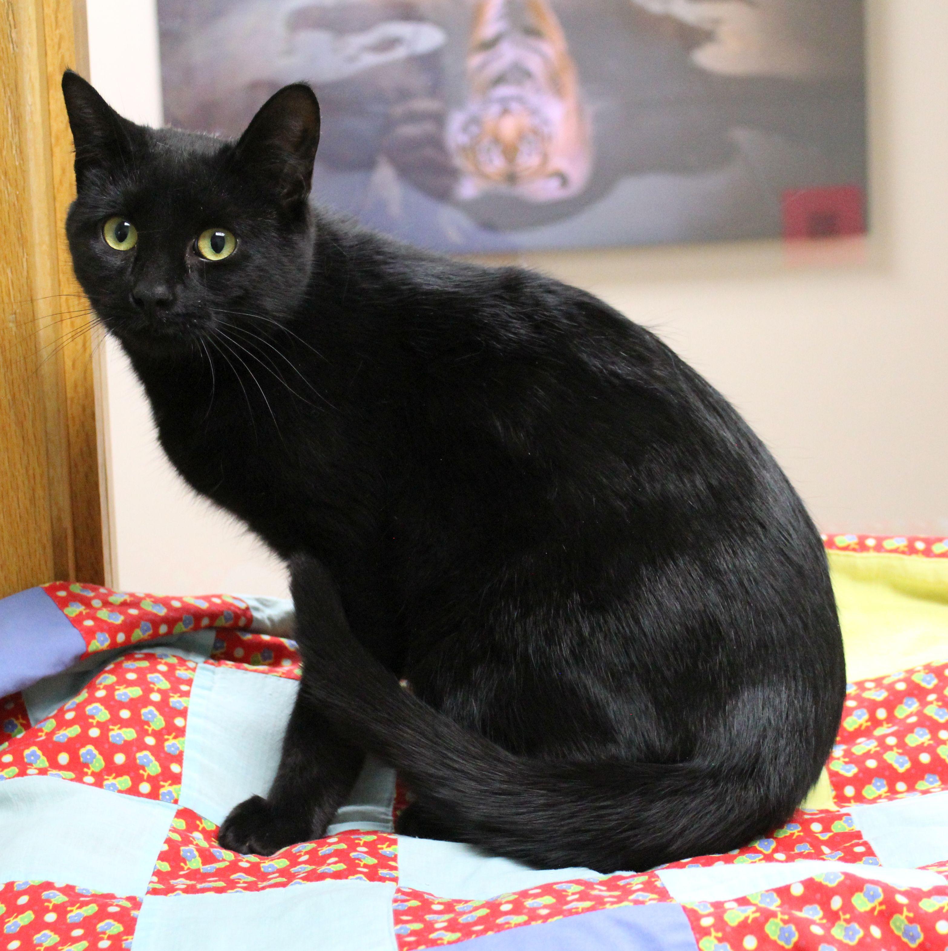 Enlarge Tomo, a ADOPTABLE mixed breed in Portage, WI image 1/2