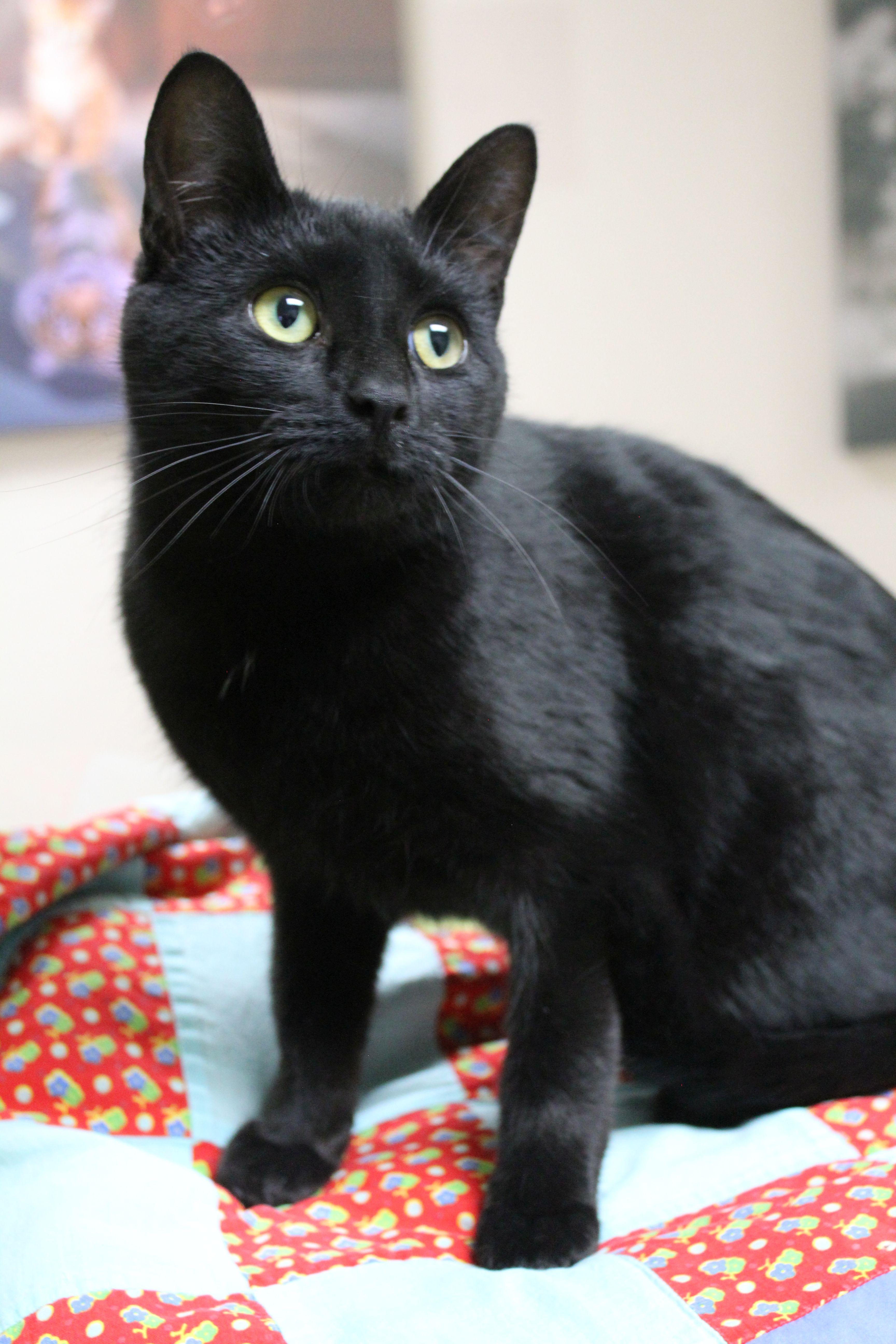 Enlarge Tomo, a ADOPTABLE mixed breed in Portage, WI image 2/2