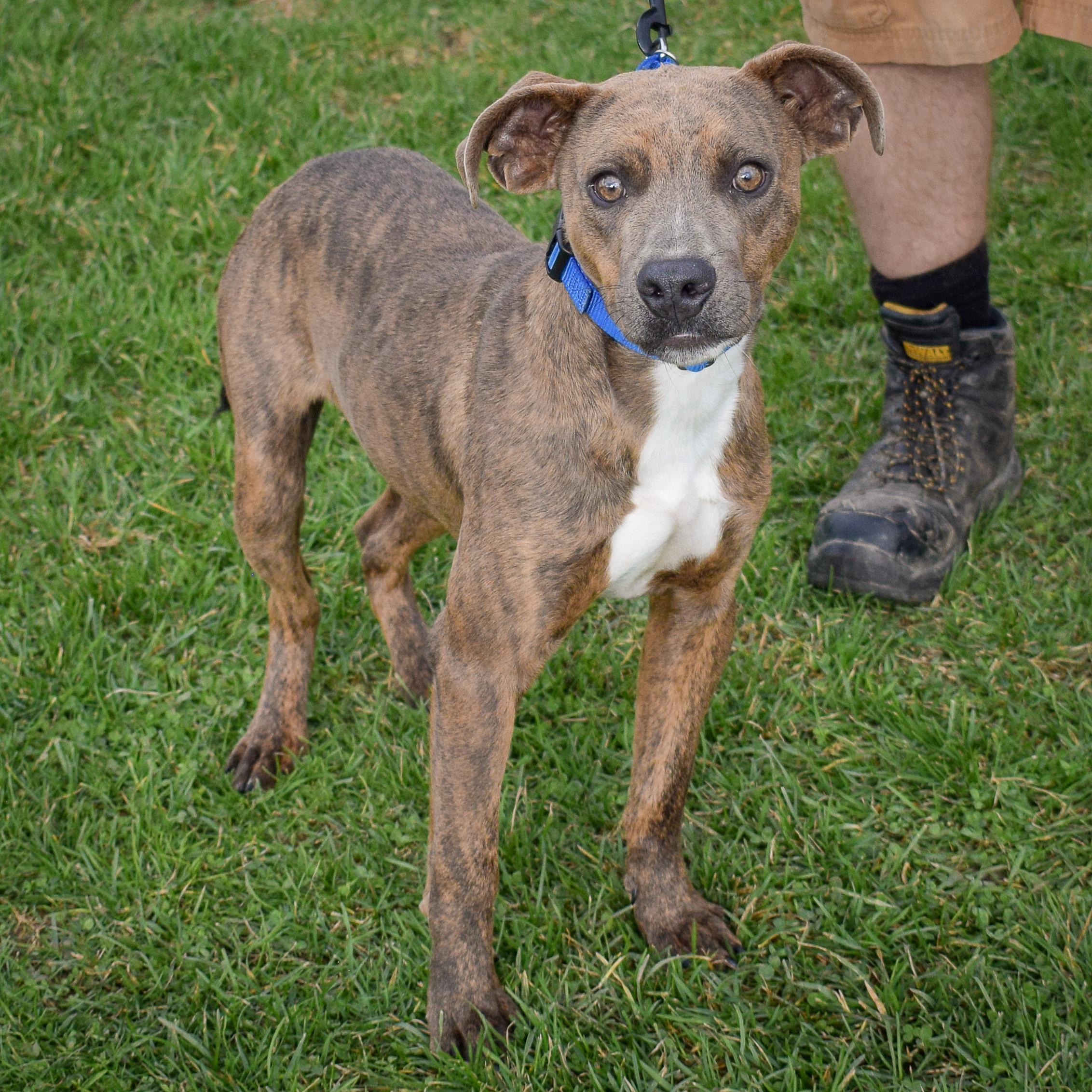 Tipper photo 4
