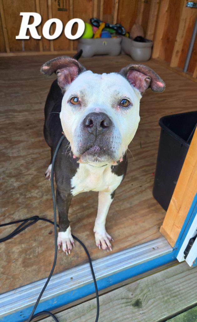 Roo Yrly 212, a Adoptable mixed breed in Sidney, OH image 1/2