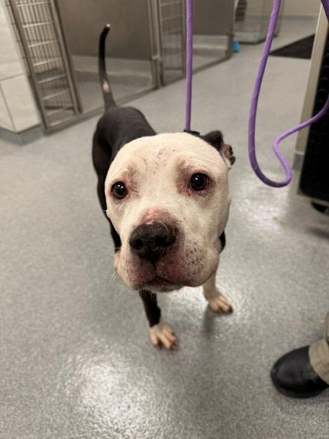 Roo Yrly 212, a Adoptable mixed breed in Sidney, OH image 2/2