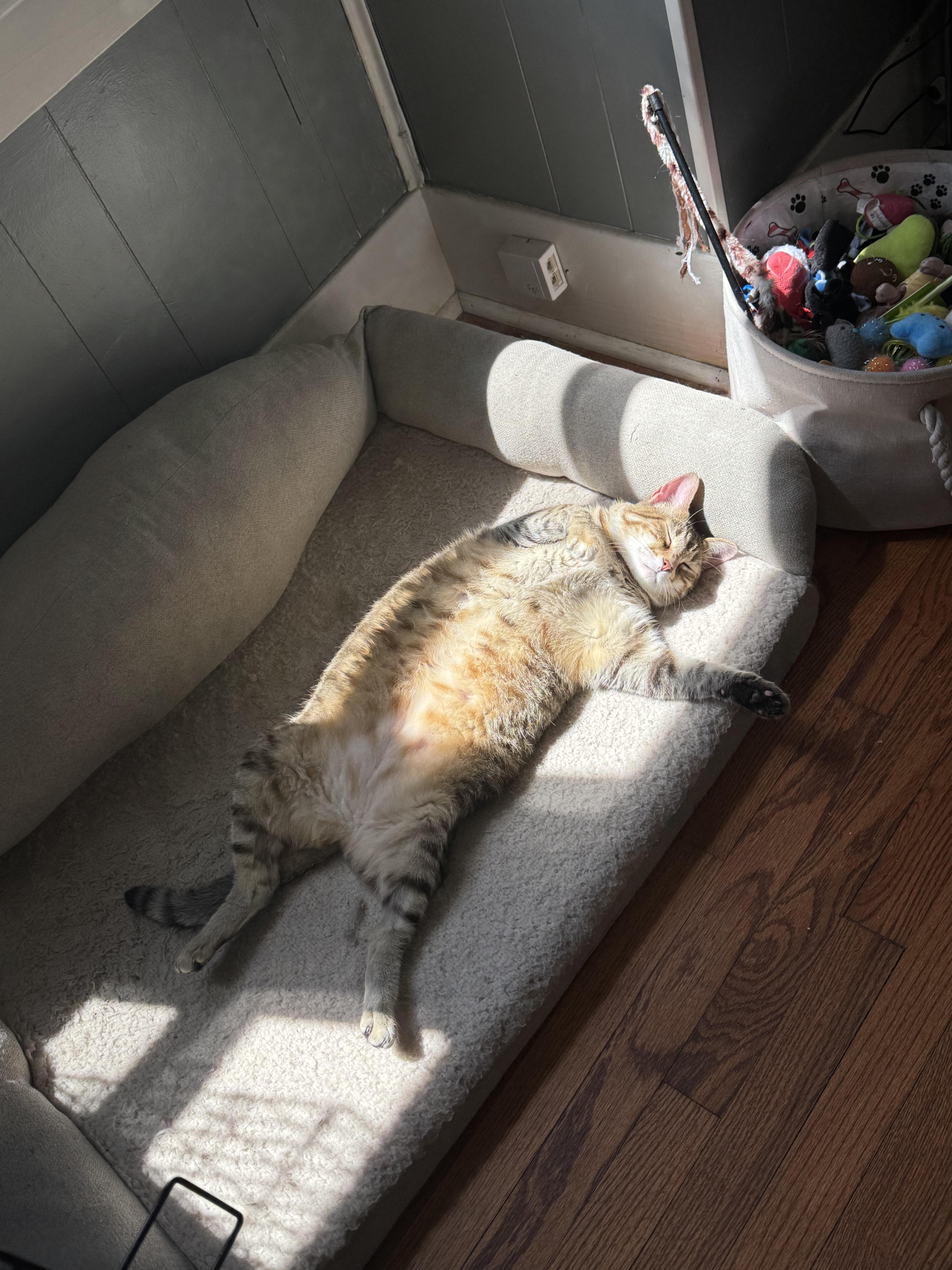Enlarge Butterfree, a Adoptable Domestic Short Hair in Marshall, MO image 3/3