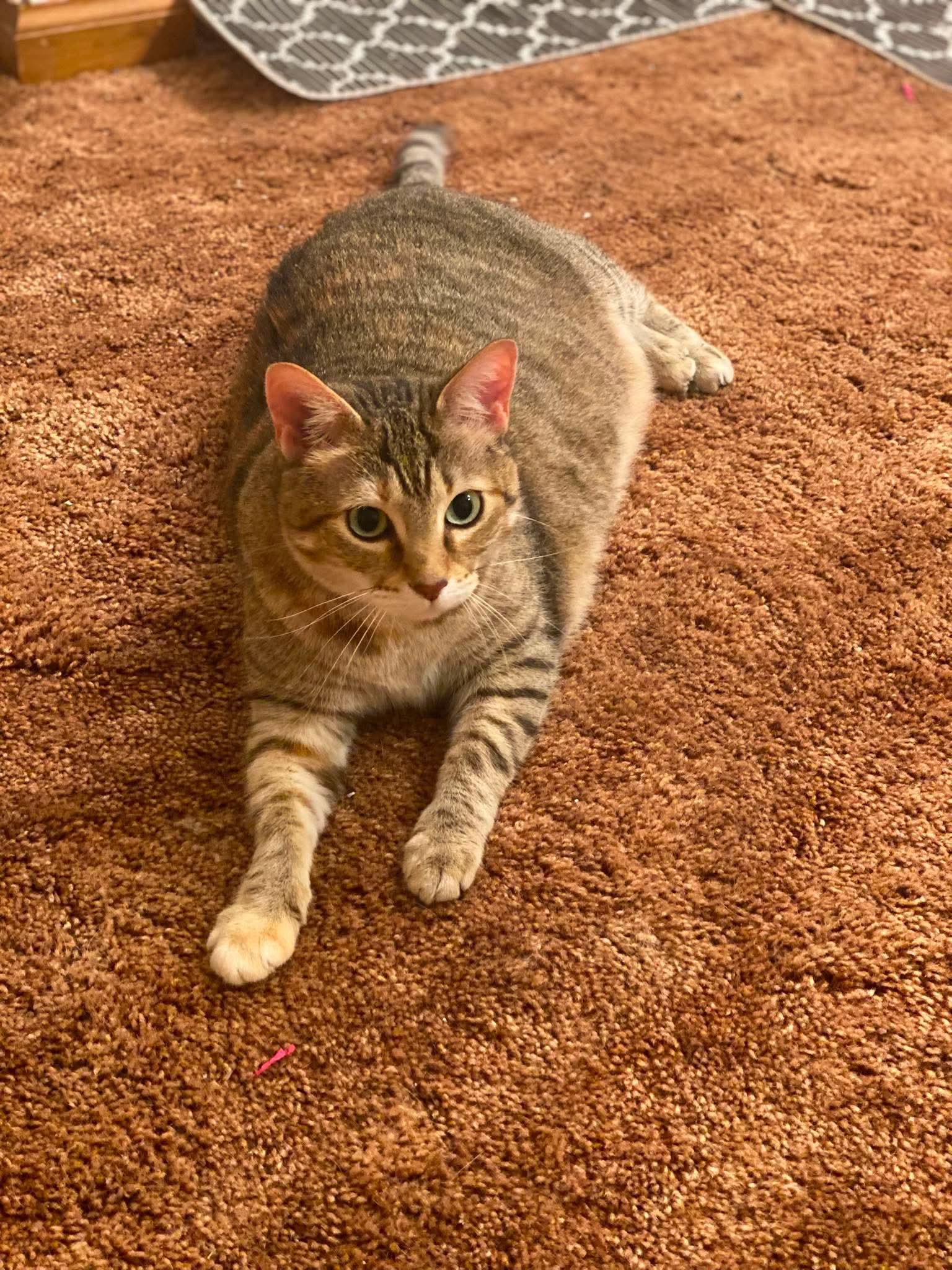 Enlarge Butterfree, a Adoptable Domestic Short Hair in Marshall, MO image 2/3